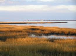 <p>What role do plants play in the development of salt marshes?</p>