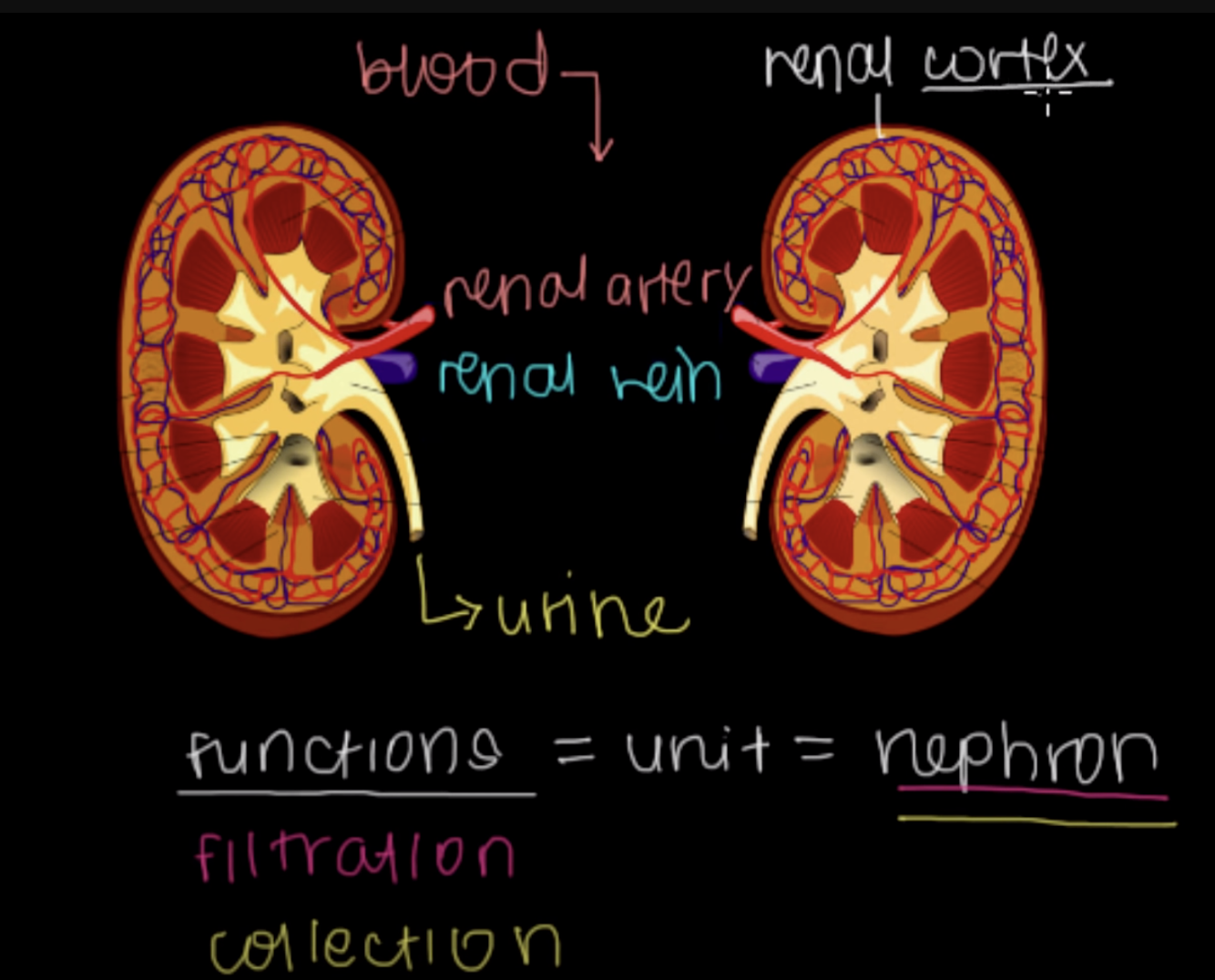 <p>Renal Cortex</p>