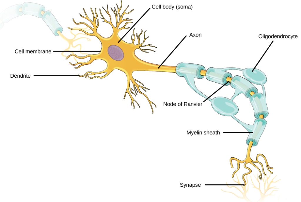 <p>B. dendrite</p>