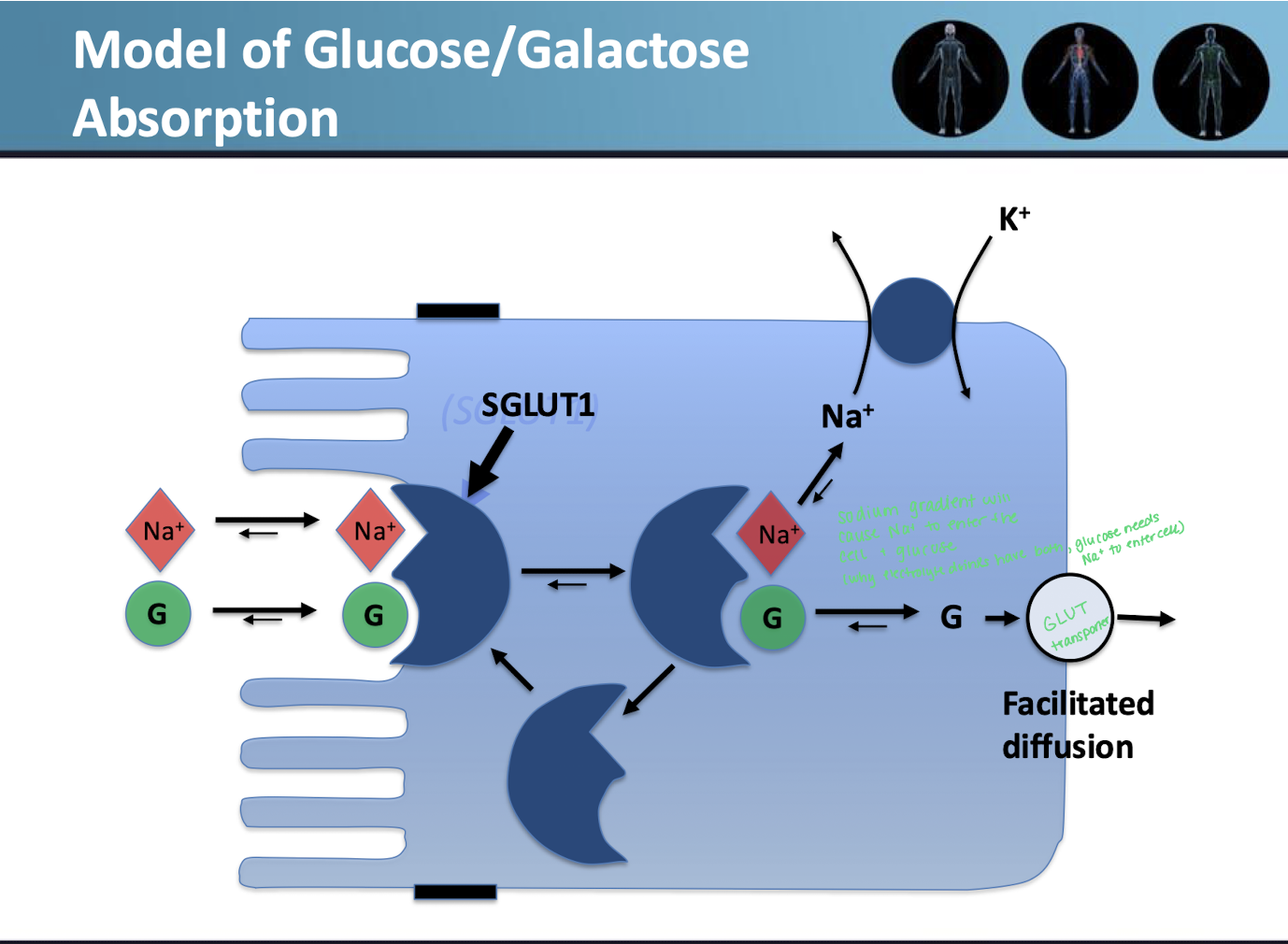 <p>Describe carbohydrate absorption </p><ol><li><p>Glucose and galactose</p></li><li><p>Fructose</p></li></ol><p></p>