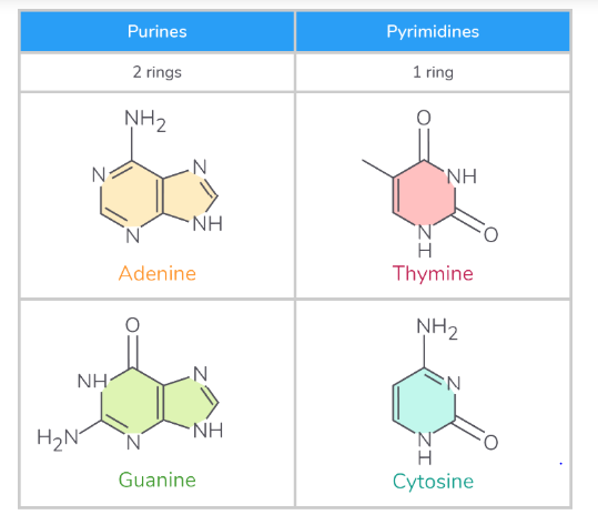 <p>purines - larger bases that contain 2 carbon ring structures ( A and G)</p><p>pyrimidines - smaller bases that contain 1 carbon ring structure ( T and C )</p>