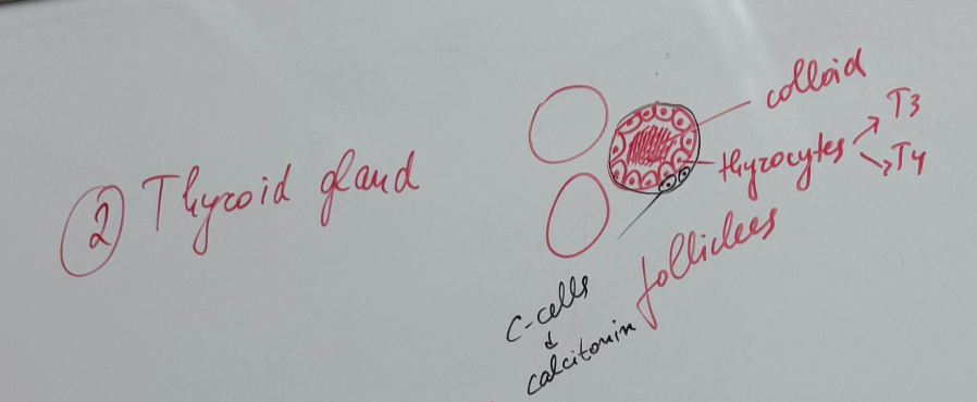 <p>Thyroid gland - Azan</p><p><strong>Made up of a stroma and a parenchyma. Stores its hormones.</strong></p><p></p><p>Stroma- divided into lobes and lobules</p><p>Parenchyma - consists of:</p><ul><li><p>follicular or principal</p></li><li><p>parafollicular or c cells</p></li></ul><p></p><p><strong>Stroma:</strong></p><p>capsule - enclosed by a thin layer of CT (true and false)</p><p>trabeculae - CT extends inwards from the capsule to partially outline irregular lobes and lobules</p><p></p><p><strong>Parenchyma:</strong></p><ul><li><p>Secretory follicles constitute the functional units of the gland</p></li><li><p>thyroid follicles - spherical follicles of varying size in which thyroid hormones are stored</p></li><li><p>thyrocytes (follicular cells) - follicles are lined by simple cuboidal to columnar epithelium, depending on function</p></li><li><p>thyrocytes secrete thyroid hormones when activated</p></li><li><p>parafollicular cells —> secrete calcitonin</p></li><li><p>colloid - the lumen of each follicle is filled with the gel-like mass called colloid</p></li><li><p>Capillaries surround each follicle</p></li></ul><p></p>