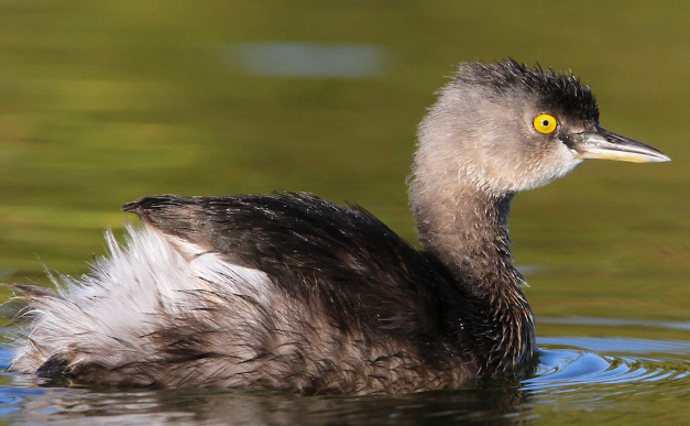 <p>What bird is this? </p>