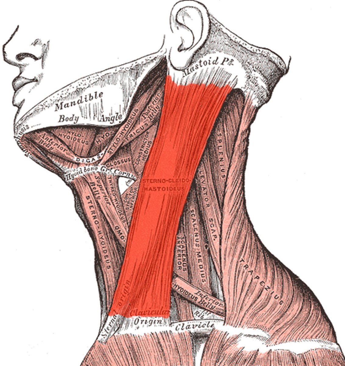 <p>O: Llateral surface of mastoid process of temporal bone and lateral half of superior nuchal line</p><p>I:</p><p>Sternal head: anterior surface of manubrium of sternum</p><p>Clavicular head: superior medial clavicle</p>
