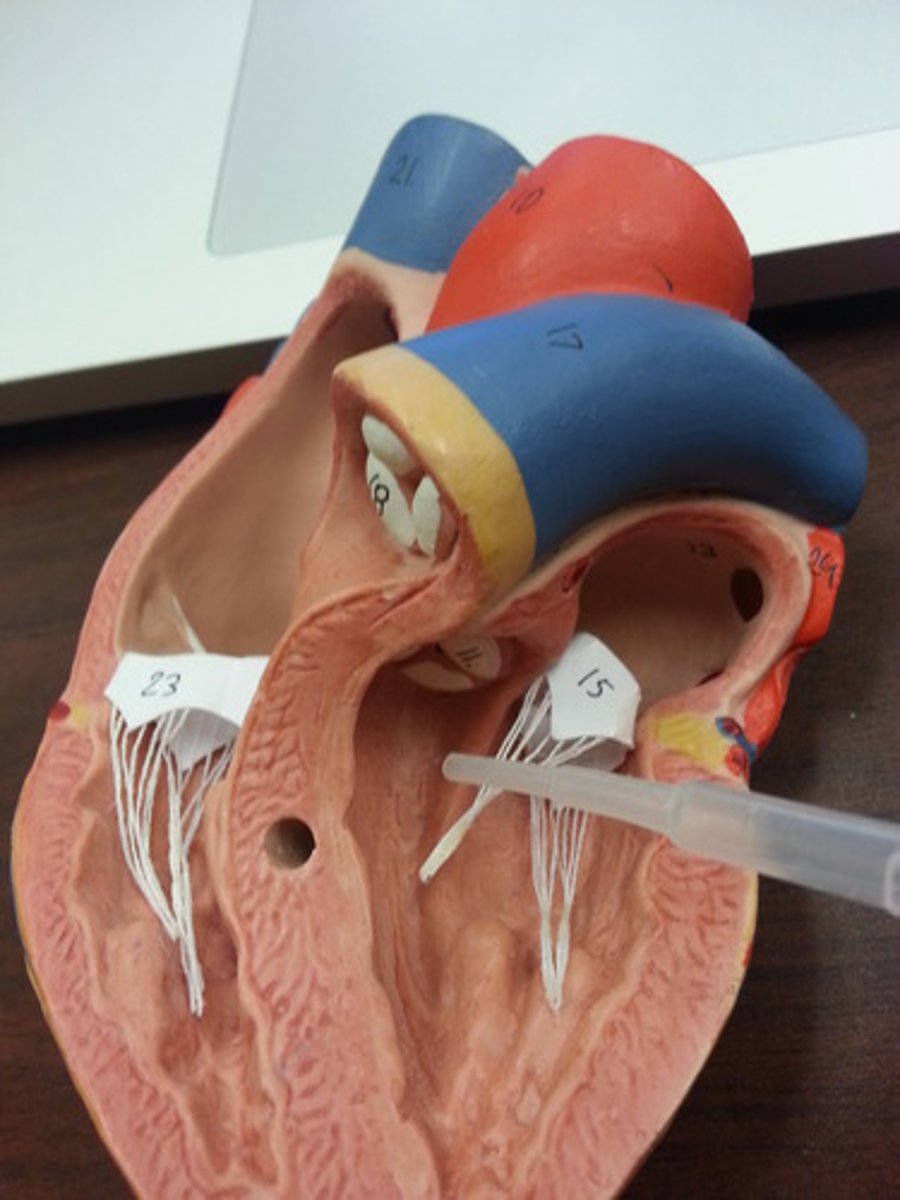 <p>smooth area of the Left Ventricle that leads into the aortic semilunar valve and the ascending aorta</p>