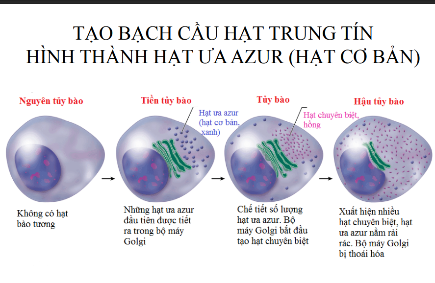 <p>Nguyên tủy bào(chưa có hạt)</p><p>Tiền tủy bào→bộ máy golgi tiết hạt azur(hạt cơ bản)</p><p>Tủy bào→Bộ máy golgi ngừng tiết hạt azur, tiết hạt chuyên biệt</p><p>Hậu tủy bào→có nhiều hạt azur và hạt chuyên biệt→golgi thoái hóa</p>