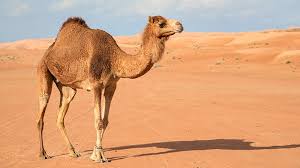 <p>camel</p>