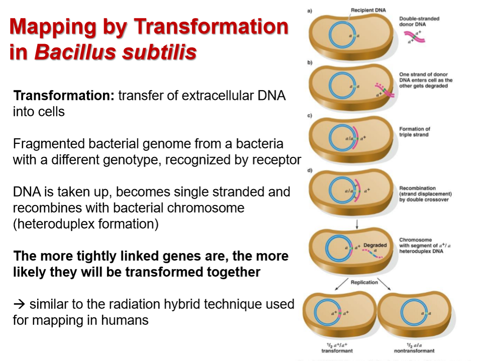 <p>Transfer of extracellular DNA into cells </p>