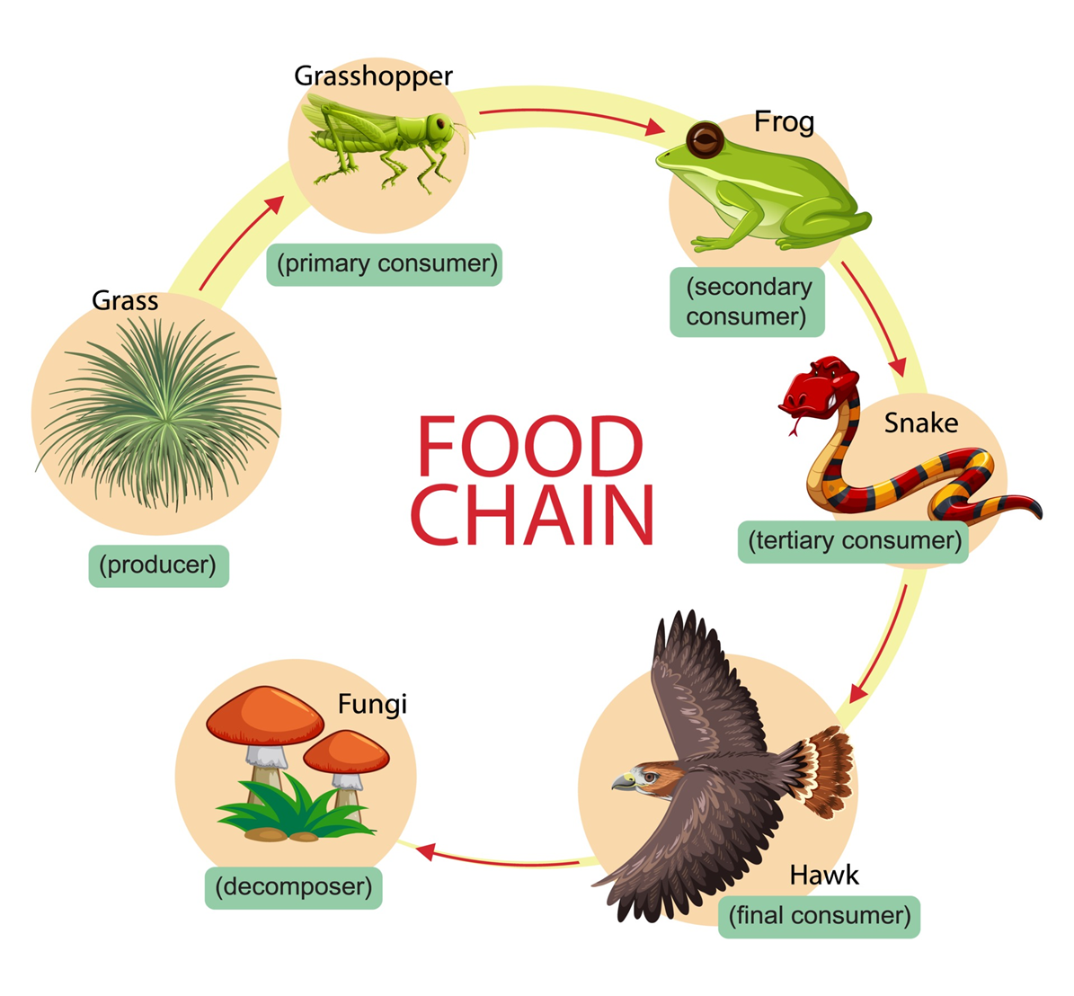 <p><span>Where is energy greater, at the grasshopper level or the snake level and why?</span></p>