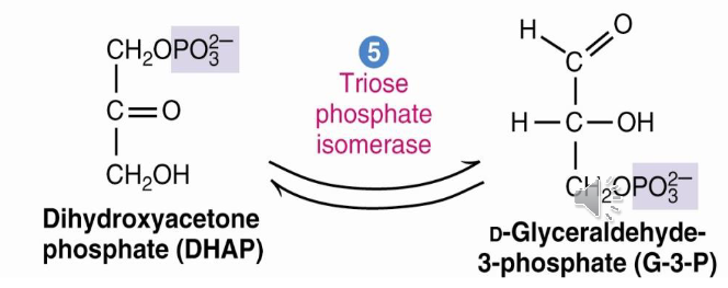<p>DHAP G3P</p>