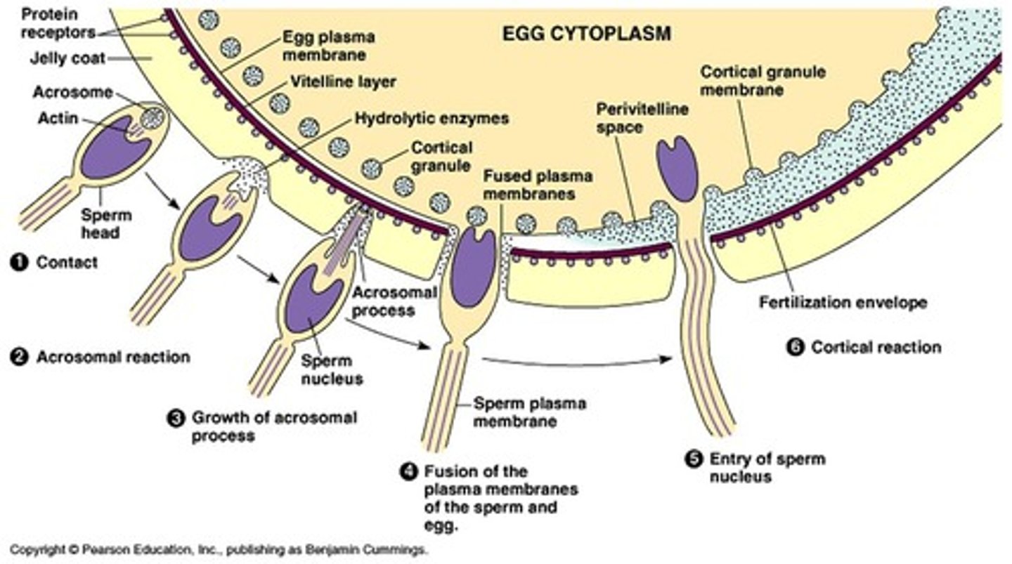<p>Acrosome reaction, zona reaction, pronuclei formation.</p>