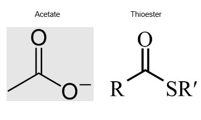 <p>involves decarboxylation/dehydration of pyruvate into an acetate in to form of a thioester (intermediate), followed by the formation of Acetyl-CoA</p>