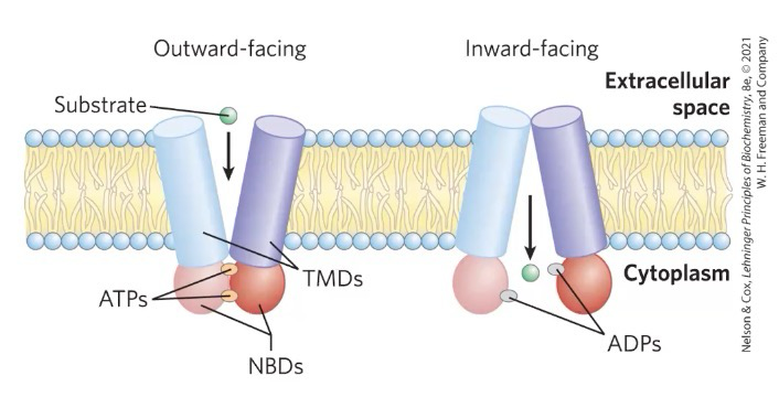 <p><span style="background-color: transparent;"><span>pumps out of cell against a concentration gradient; Two ATPs bind to two Nucleotide binding domain, hydrolysis of ATP allows molecule to move; Commonly used to move toxic materials outside of cell</span></span></p>