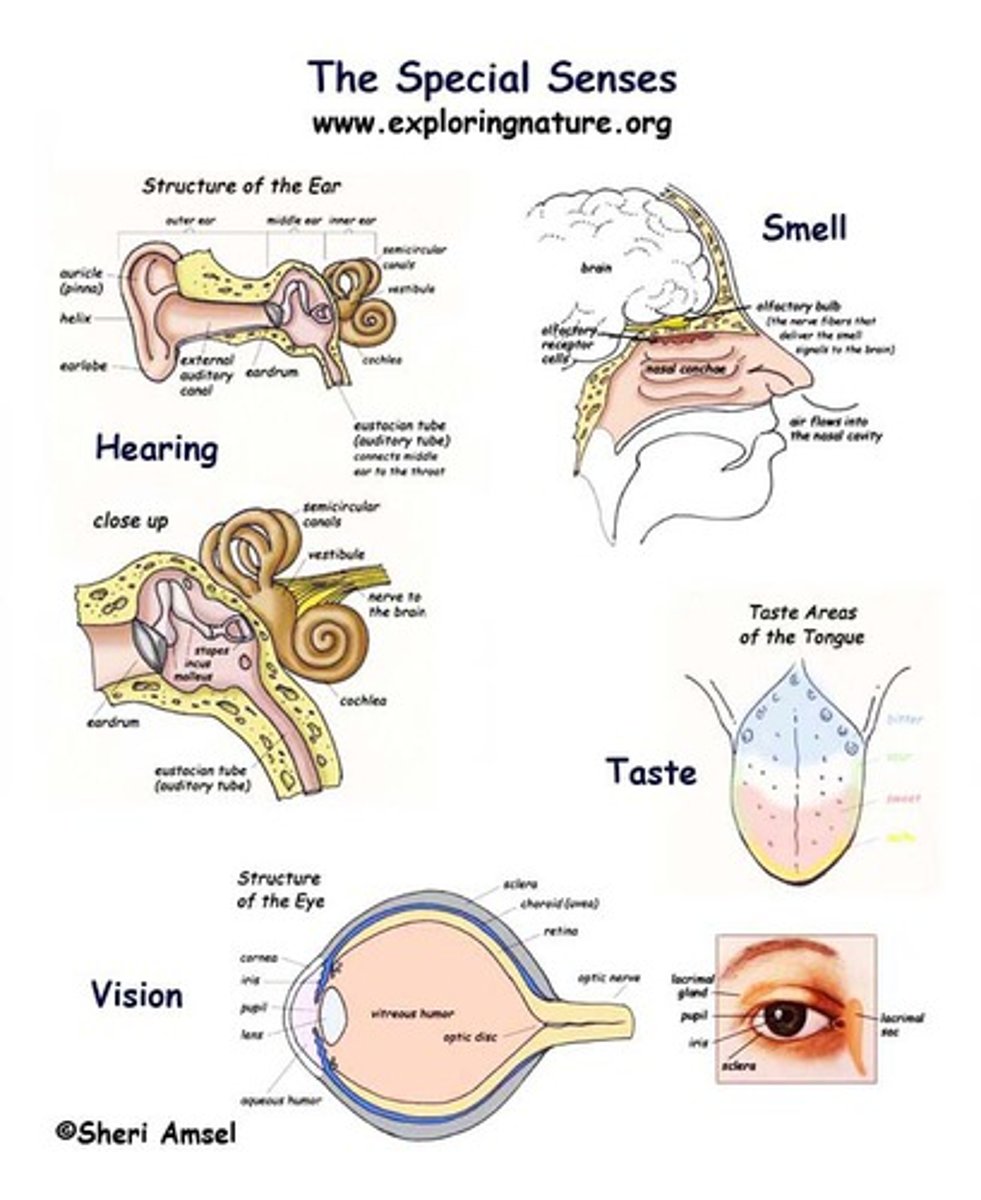 <p>limited to the head and innervated by the cranial nerves; include vision, smell, taste, hearing / equilibrium</p>