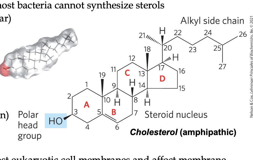 <ul><li><p>four fused carbon rings that is almost planar forms the main section</p></li></ul><ul><li><p>has a hydroxyl polar head group off of one ring</p></li><li><p>has various side chains</p></li><li><p>see image of cholesterol</p></li></ul><p></p>