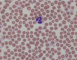 <p>What species blood</p>