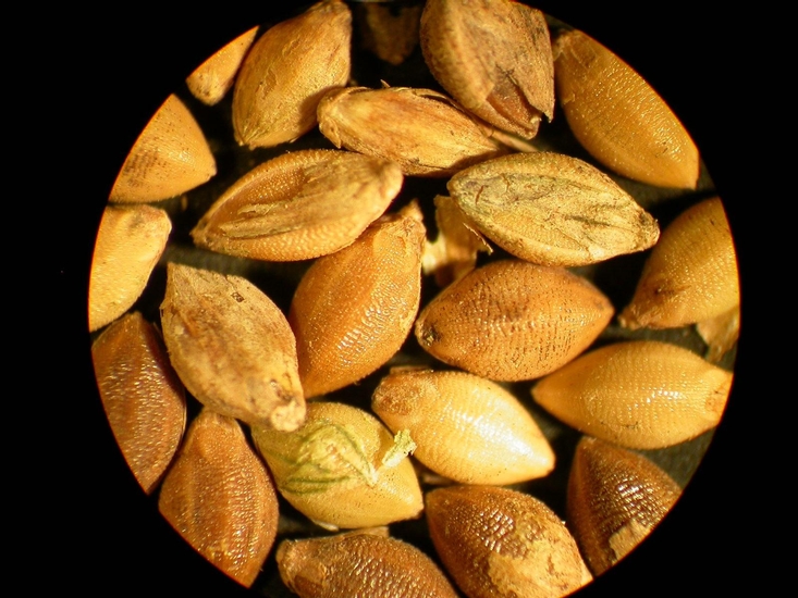 Setaria faberi
