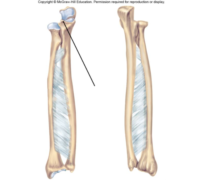 Which process of the ulna is indicated in the figure?