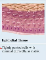 <p>functions: exchange (permeability), barrier, secretion, sensation, form glands</p><p>2 types:</p><p>-epithelial sheets = boundaries</p><p>-secretory glands = secrete products </p>