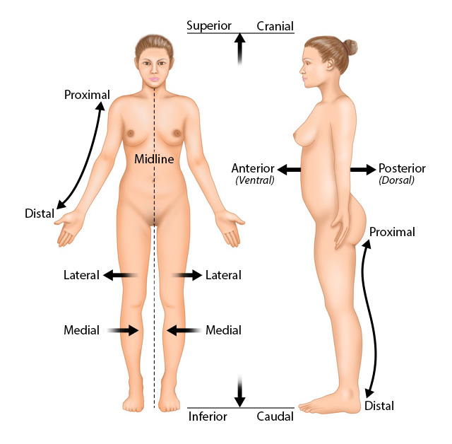 <p>Toward the front of the body</p>