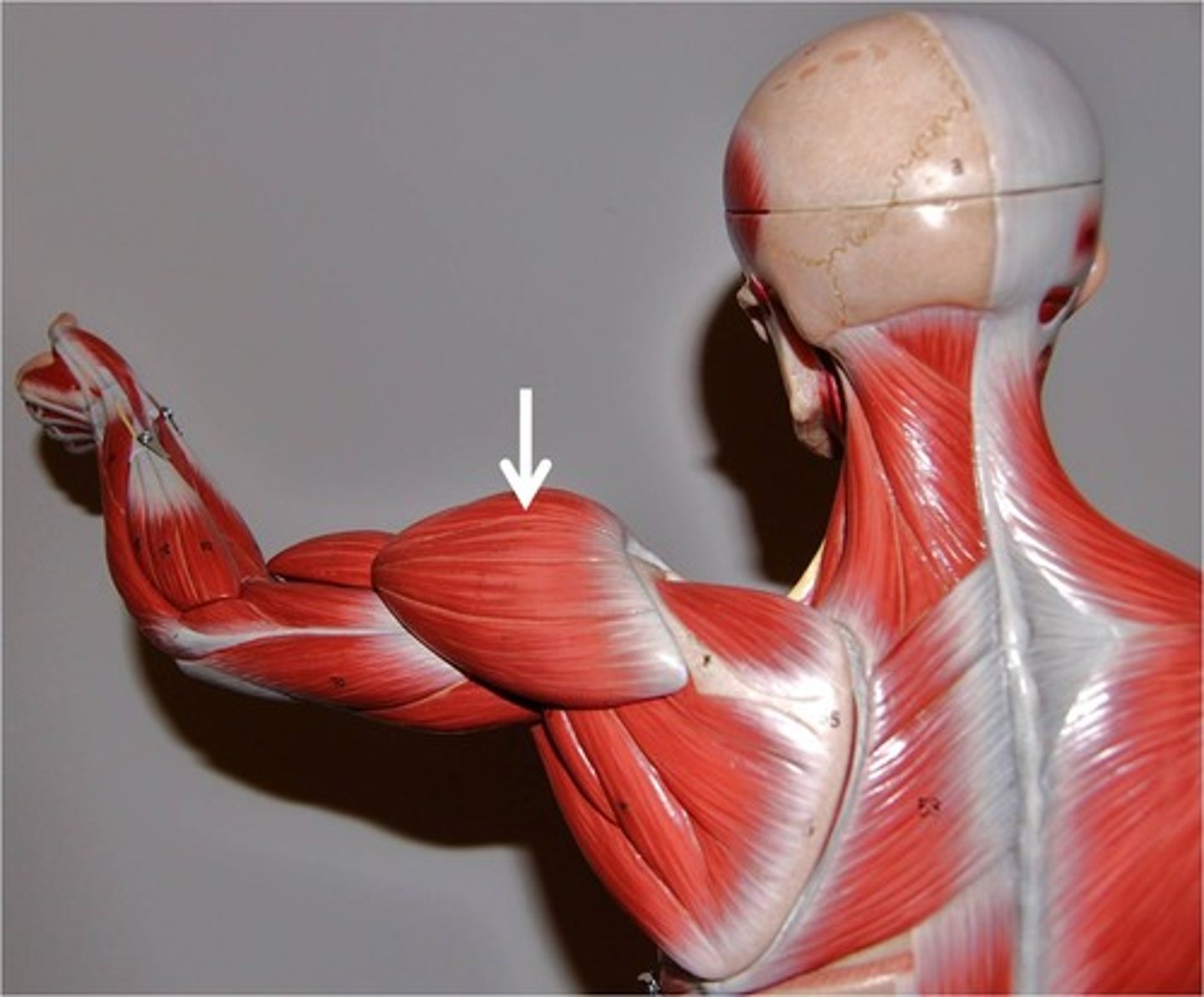 <p>origin: trapezius, clavicle, acromion, spine of scapula</p><p>insertion: deltoid tuberosity of humerus</p><p>prime function: lifts arm at shoulder</p>