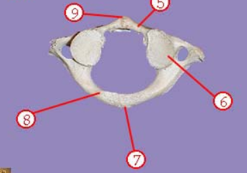 <p><span>Name structure 7</span></p>