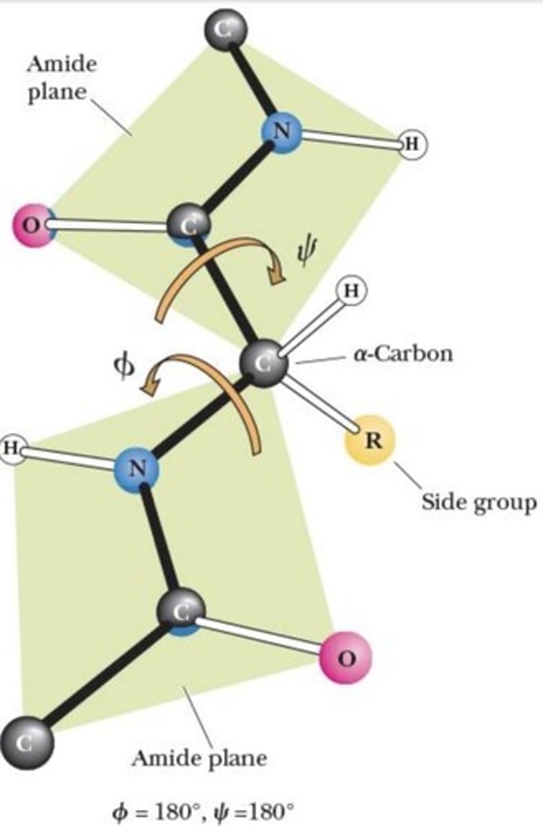 <p>Planar bond configuration in peptide chains.</p>