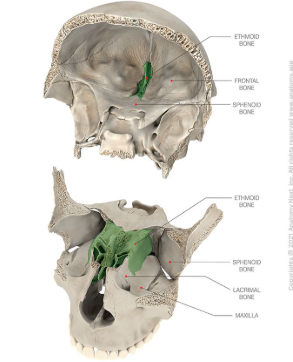 <p>what bone is in green:</p>
