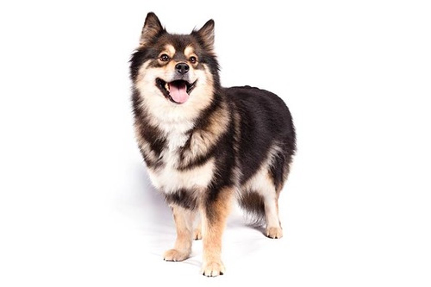 <p>Friendly, Alert, Agile</p><p>AKC Breed Popularity: Ranks 173 of 194</p><p>Height: 18-21 inches (male), 16-19 inches (female)</p><p>Weight: 33-53 pounds</p><p>Life Expectancy: 12-15 years</p><p>Group: Herding Group</p>