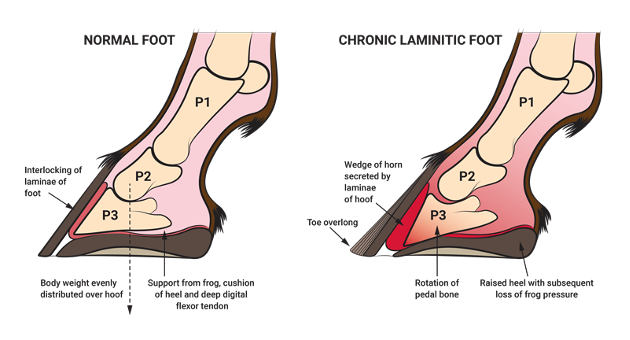 <p>rotate and damage the coffin joint</p>