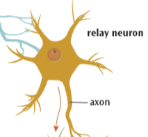 <ul><li><p>connect sensory neurons to motor neurons</p></li><li><p>connect relay neurons to other relay neurons</p></li><li><p>Process information</p></li><li><p>Analyse sensations + decide how to respond</p></li><li><p>Have short dendrites and short axons</p></li></ul><p></p>