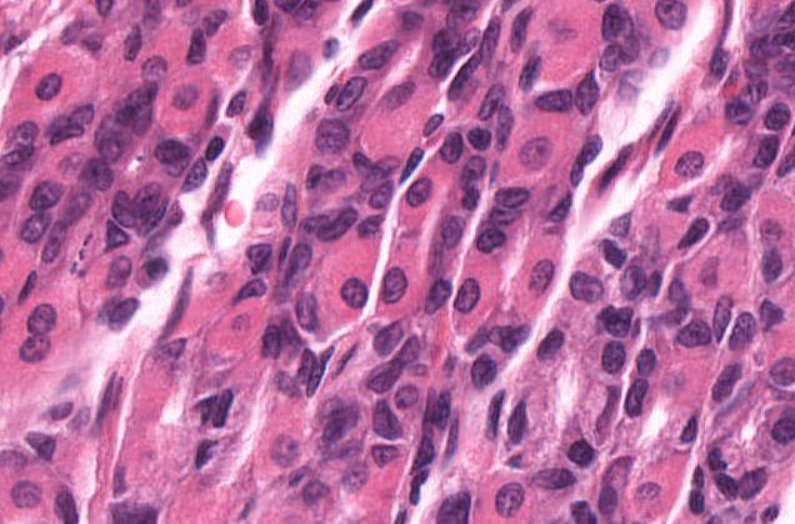 <p>Organ?</p><p>Pink Cells?</p>