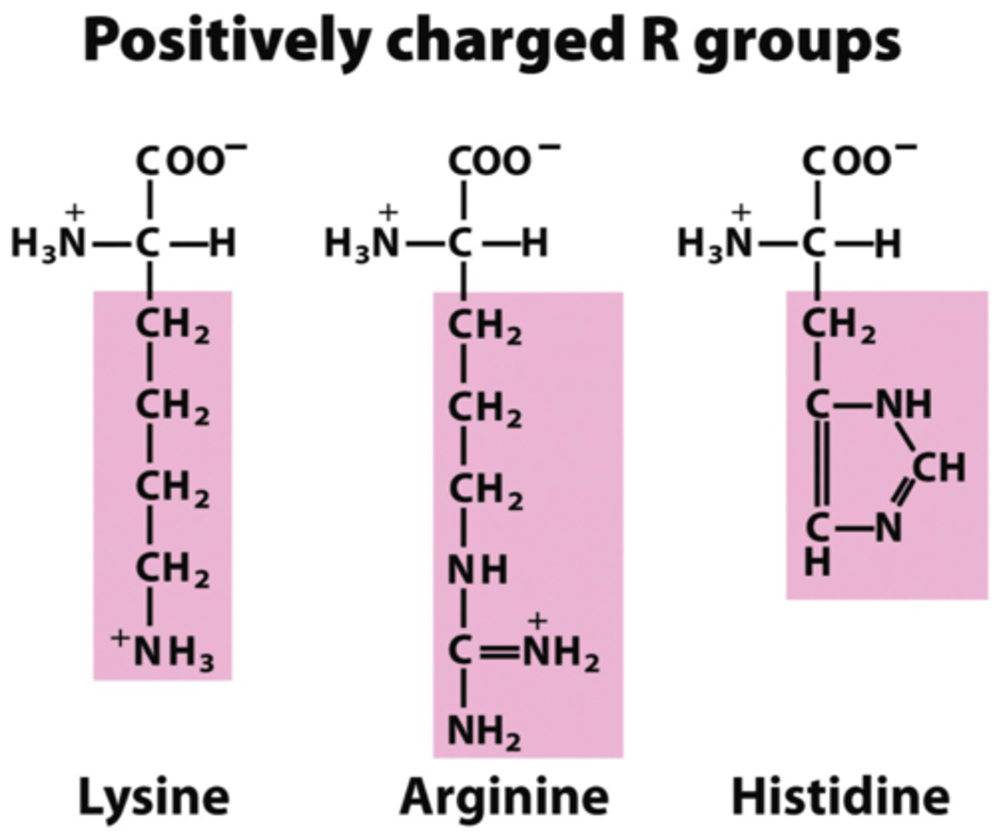 <p>Histidine His H</p><p>Arginine Arg R</p><p>lysing Lys K</p>