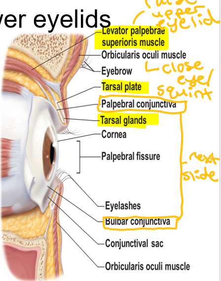 <p>Tarsal glands</p>