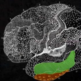<p>CORTICAL STRUCTURES OF THE BRAIN: TEMPORAL: similar function with the Werknicke’s Area given their proximity; Has a role in deciphering speech apart from its role in visual perception.</p>