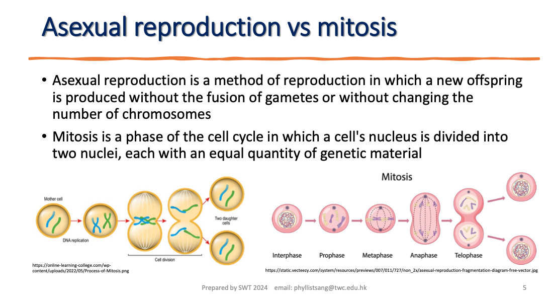 <p>asexual reproduction versus mitosis </p>