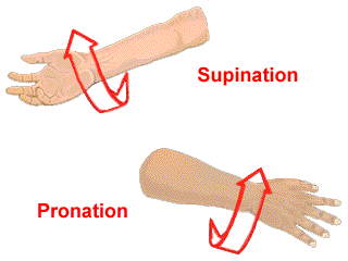 <p><span style="color: rgb(0, 0, 0)">Rotating limb so that the palmar surface is turned downward</span></p>