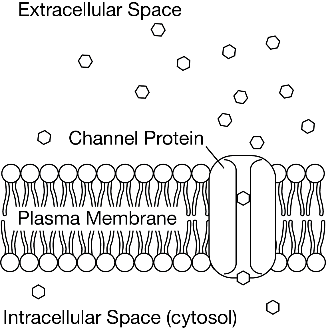 <p>Figure 1 shows a model of how a channel protein influences the movement of a particle across a cell’s plasma membrane.</p><p>Figure 1. A section of a cell’s plasma membrane, showing a channel protein and a concentration gradient across the membrane</p><p class="stem_paragraph">An investigator wants to understand whether a newly found membrane protein is involved in membrane transport of a certain particle. Which investigation will help determine whether the new membrane protein is a channel protein involved in membrane transport?</p>