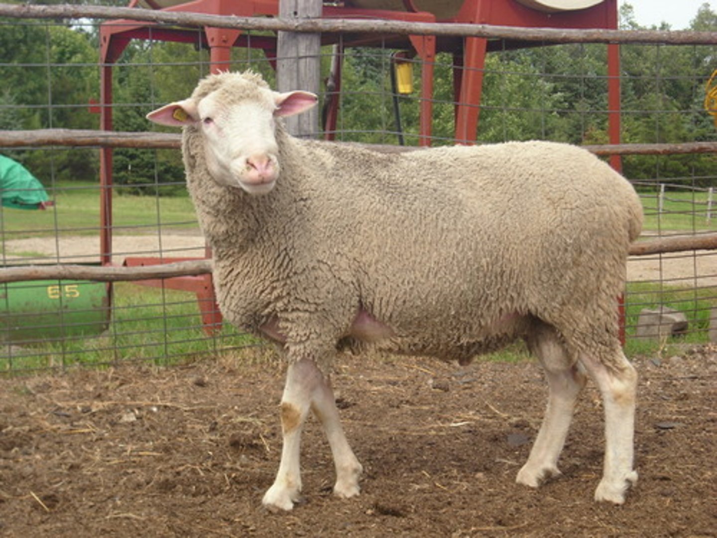 <p>- 1/4 Rambouillet X 1/4 Dorset X 1/4 Finn X 1/4 Targhee (ramboiullet x columbia)</p><p>- True composite sheep</p><p>- White & polled</p><p>- Decent sheep</p><p>- Wool has value</p><p>-really good females</p>