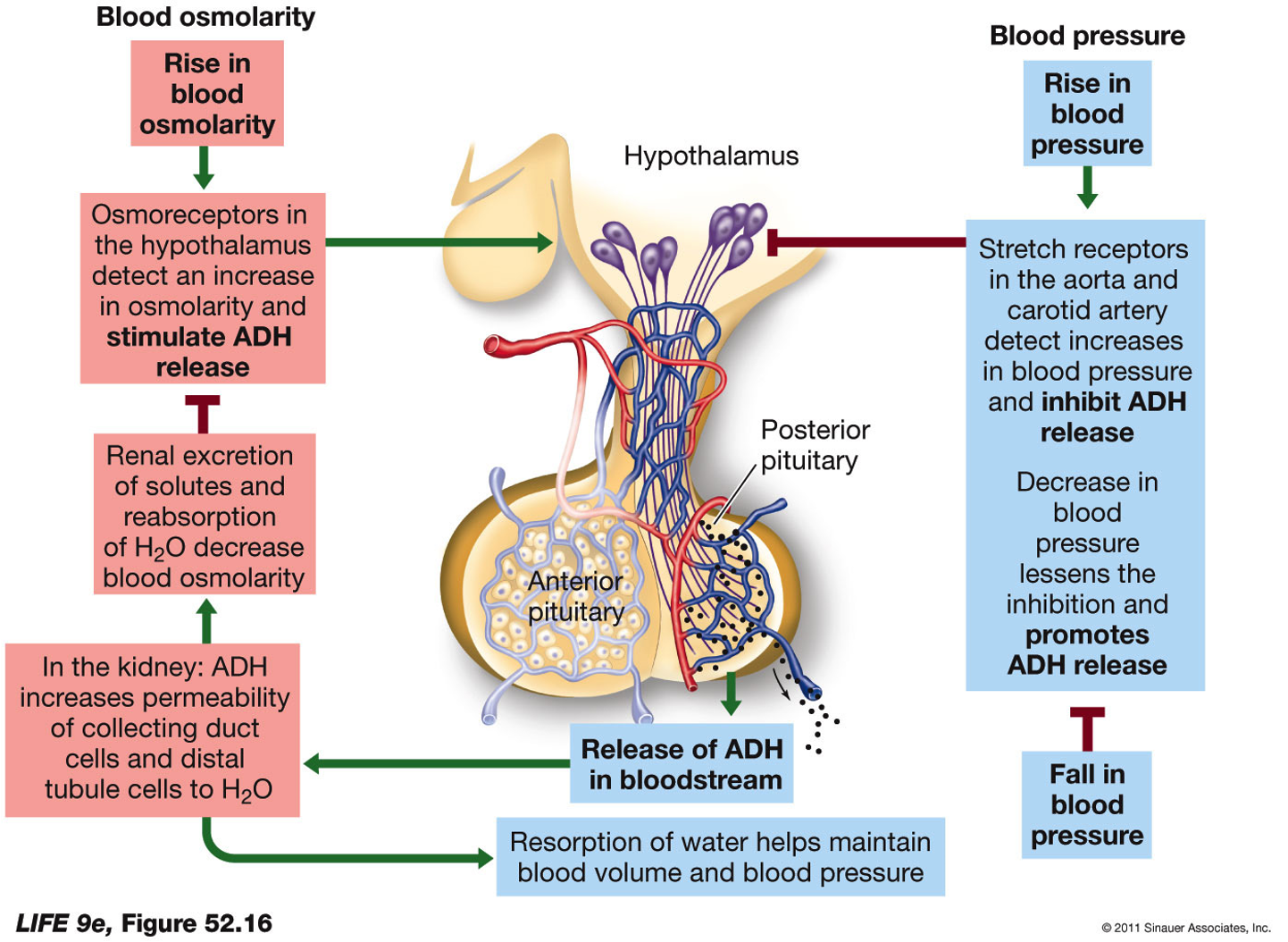 green- stimulating 
red- inhibitory

