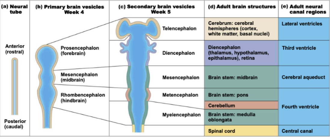 <p>Prosencephalon (Forebrain): divides into Telencephalon and Diencephalon</p><p>Mesencephalon (Midbrain): remains undivided</p><p>Rhombencephalon (Hindbrain): divides into Metencephalon and Myelencephalon</p>