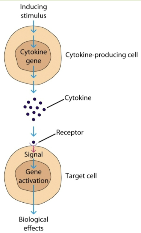 <p>work by binding receptors on membranes of target cells. target cells can be autocrine, paracrine, or endocrine (not hormones but do have endocrine action). pleiotropy, redundancy, synergy, antagonism. cascade induction</p>