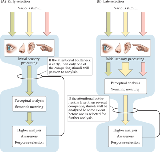 * Bottleneck models - suggest that attention is largely dependent on association cortices
* Perceptual load models - propose that filtering could already influence activity in sensory pathways, e.g. if stimuli are complex
* Important regions for gaze control, attention and filtering: pulvinar, LIP/MIP, frontal eye fields