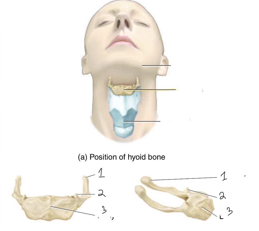 <p>What bone is this and it’s parts </p>