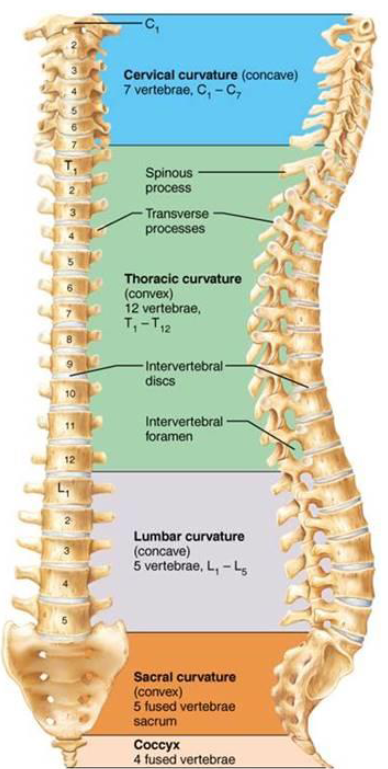 <ol><li><p><strong>Cervical</strong>: 7 vertebrae</p></li><li><p><strong>Thoracic</strong>: 12 vertebrae</p></li><li><p><strong>Lumbar</strong>: 5</p></li><li><p><strong>Sacrum</strong>: 1 bone made of several fused bones, at the hip</p></li><li><p><strong>Coccyx</strong>: Fused bones the form terminus of column</p></li></ol><p></p>