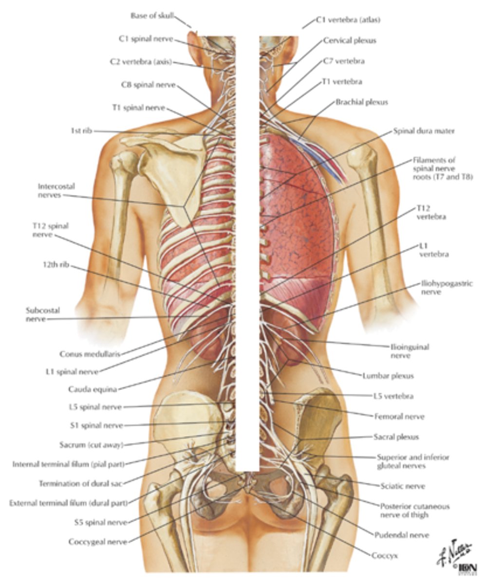 <p>nerves that lie outside the brain and spinal cord.</p>