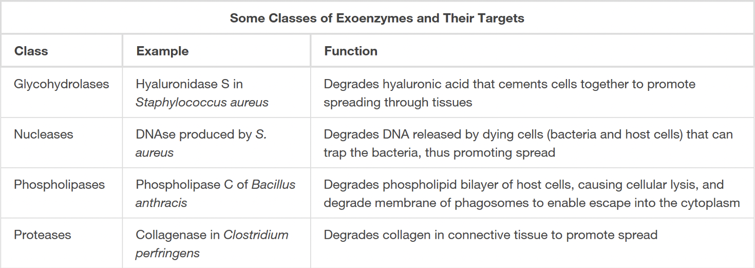 <p>extracellular enzymes used to invade host tissues i.e. glycohydrolases, nucleases, phospholipases, proteases</p>