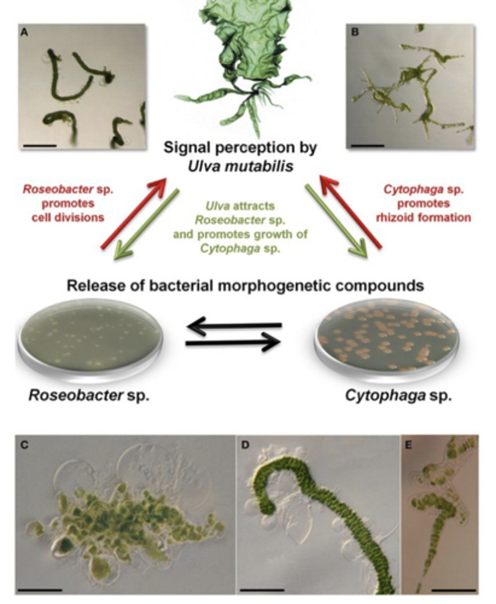 <p>three broad categories:</p><p>close associations between microalgae and bacterial cells, macroalgal-bacterial partnerships, and highly structured benthic microbial mats</p>