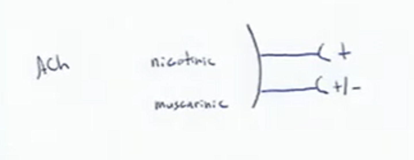 <p>Effect of Ach binding is always stimulatory</p>