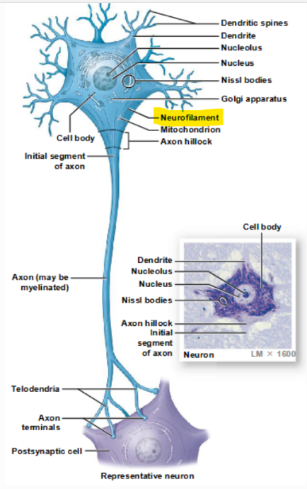 <p>neurofilaments and neurotubules</p>